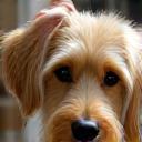 Séance de toilettage pour chien